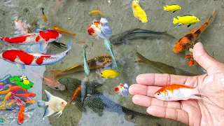 Find Colorful Ornamental fish, Goldfish betta fish, Catfish, lobster, koi fish, animals Videos