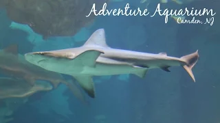 Adventure Aquarium 2016