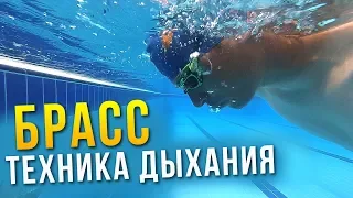 Дыхание в брассе. Научись дышать в брассе за 5 минут