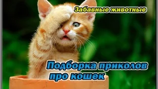 Смешные кошки. Подборка приколов про кошек