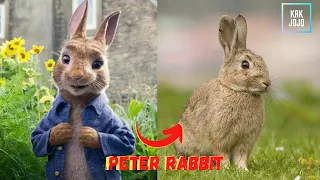 Peter Rabbit Characters in Real Life ~Kak Jojo