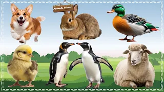 Bustling animal world sounds: Dog, Rabbit, Chicken, Duck, Sheep, Penguin
