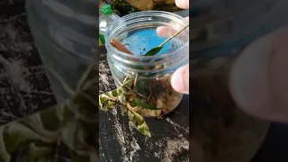 How to take care of an Oleander Hawk Moth caterpillar (it turned into a moth)