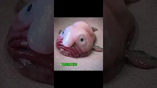 blobfish 😲🐟 are they ugliest animals in the world ? #ocean #fish #shorts  #animals #fishing