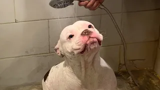 When bath time becomes the best relaxing time! Dogs vs Bath