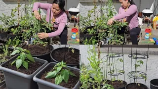 Transplanting my smaller vegetable plants into bigger pots||Terrace garden||Local vegetable.