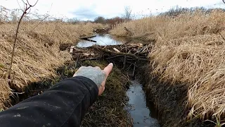 “BEAVERS UNLEASH A SEA OF TROUBLE” Watch Me Drain The Flood !