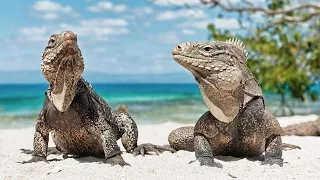 Секретный кубинский риф / Cuba's Secret Reef 2015 Nat Geo Wild