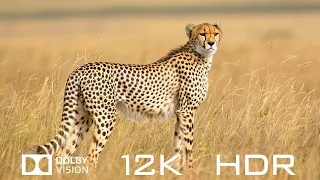 Dolby Vision 12K HDR 60fps - Diverse Animals And Relaxing Piano Music