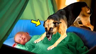 Dog Barks At The Child Every Night. When Parents Discover Why, They Scream In Horror!