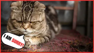 How Cats Apologize to Their humans? ( NOT WHAT YOU THINK!)