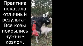 Самодельный фартук для козла