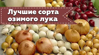 Лучшие сорта озимого лука