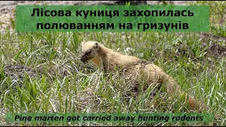 Лісова куниця захопилась полюванням на гризунів / Pine marten got carried away hunting rodents