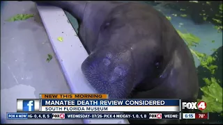 Museum ponders 3rd party review after 69-yr-old manatee dies