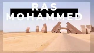 GUIDE to RAS MOHAMMED National Park, Sharm el Sheikh - #EGYPT By car, tickets, PLACES TO SEE, info ⛵