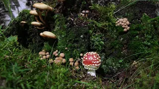 Как растут грибы. МУХОМОР КРАСНЫЙ (Amanita muscaria)