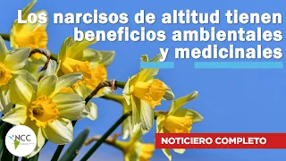 Los narcisos de altitud tienen beneficios ambientales y medicinales | 585 | 11 - 17 septiembre 2023