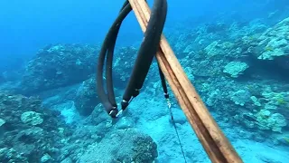 Spearfishing the Shallows - Bad Day Diving - Big Island of Hawaii