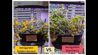 Aerogarden Golden Harvest Vs. Red Cherry tomatoes