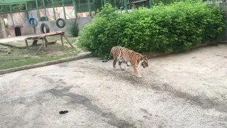 Tiger vs Lioness | Big Cats Romania | Zoo Life for Apex Predators