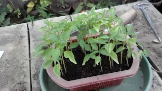 How to Grow Chili From Seeds | Seeds to Transplant | Start to End | October-2016(urdu/hindi)