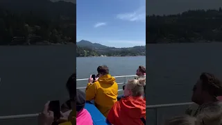 What a whale watching trip looks like in Vancouver!