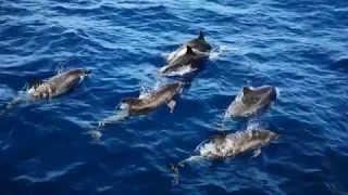 Urlaub auf La Gomera - Whale Watching und Baden(2019, 4k)