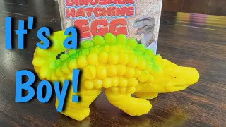 Baby Dinosaur Egg Hatches | Dinosaur Hatching Egg