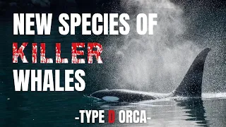 Type D Orca || New species of killer whales