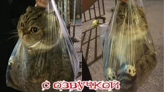 ПРИКОЛЫ С КОТАМИ! Самая смешная озвучка животных! Смешные коты и собаки!