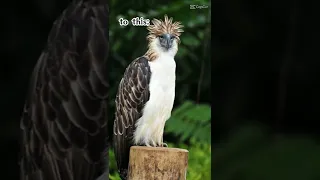 the philippines eagle pleases suscribe