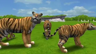 Tiger 🐯🐯🐯🐯🐯