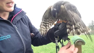 Training Lucy the Sparrowhawk