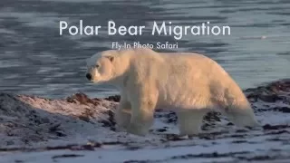 Polar Bear Migration Fly-In Safari - Arctic Kingdom