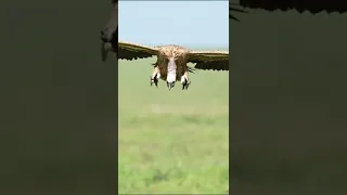 Perfect  landing of the vulture #shorts #wildlife #vautour #vulture