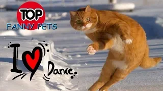 ЛУЧШИЕ ПРИКОЛЫ 2019 😹 ТОП СМЕШНЫХ ВИДЕО С КОТАМИ.  Смешные животные танцуют. TOP FUNNY PETS.