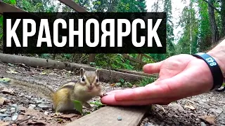 Я в ШОКЕ ОТ Красноярска ! Чудеса Красноярского края | Красноярские столбы | Природа Сибири.