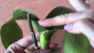 Орхидея без корней с вялыми листьями. Orchid without roots with dull leaves