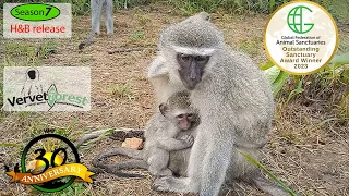 Another thrilling integration as 4 little orphans join the troop with a Foster monkey moms