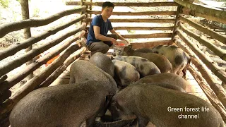 Pigs have reached the age to sell. Robert | Green forest life (ep289)