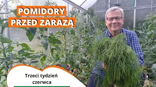 Jak chronić pomidory przed zarazą ziemniaczaną? Plan na trzeci tydzień czerwca