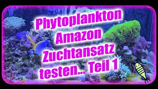 Phytoplankton Zuchtansatz - Amazon Plankton24 - Meerwasser Vlog