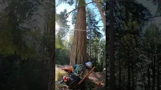 Dropping a dead Fir with my ms661 and Stihl Hexa chain