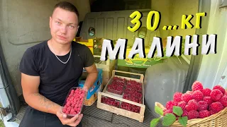 Скільки можна заробити на зборі малини⁉️Ціна за кг малини⁉️Як збирати малину під час дощу🌧️