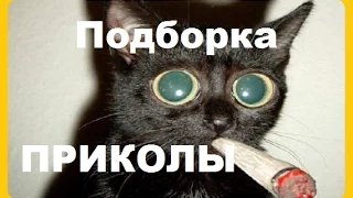 Новые приколы 2015 года  ★★★  Приколы с кошками  ★★★  Funny Cats Видео 6