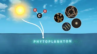 Tracking Carbon from Wildfires to Ocean Blooms