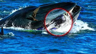 The whale suddenly swallowed the diver. But after 5 minutes everyone was SHOCKED!