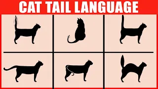 How to Read Your Cat's Tail Language