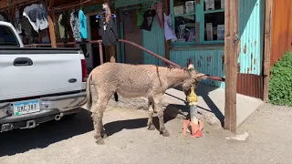 Oatman Arizona Wild Burros - Route 66